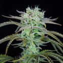 Strawberry Banana Auto (FastBuds) Feminiserade