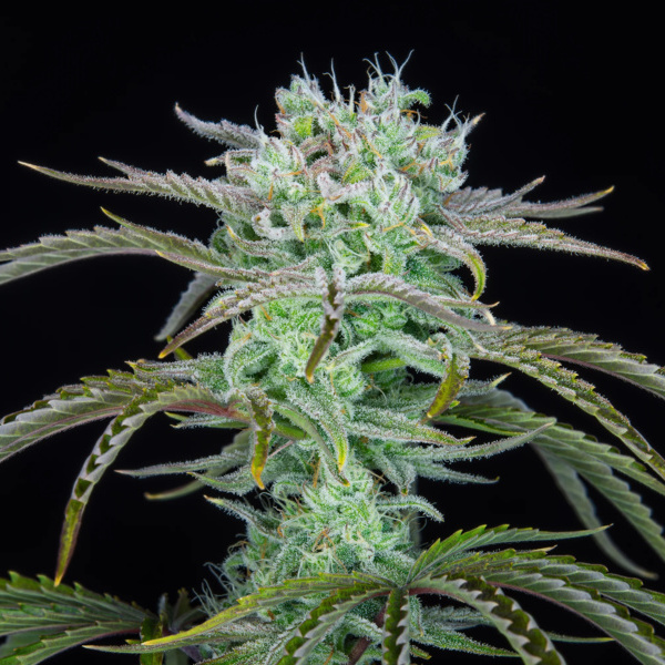 Strawberry Banana Auto (FastBuds) Feminiserade