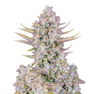 Purple Punch Auto (FastBuds) feminiserade