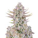 Purple Punch Auto (FastBuds) Feminiserade