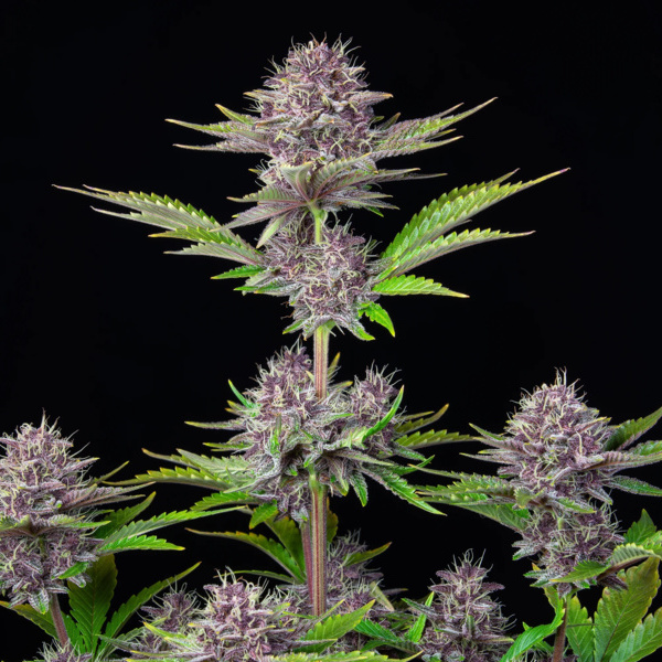 Purple Punch Auto (FastBuds) Feminiserade