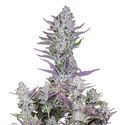 Wedding Glue Auto (FastBuds) Feminiserade