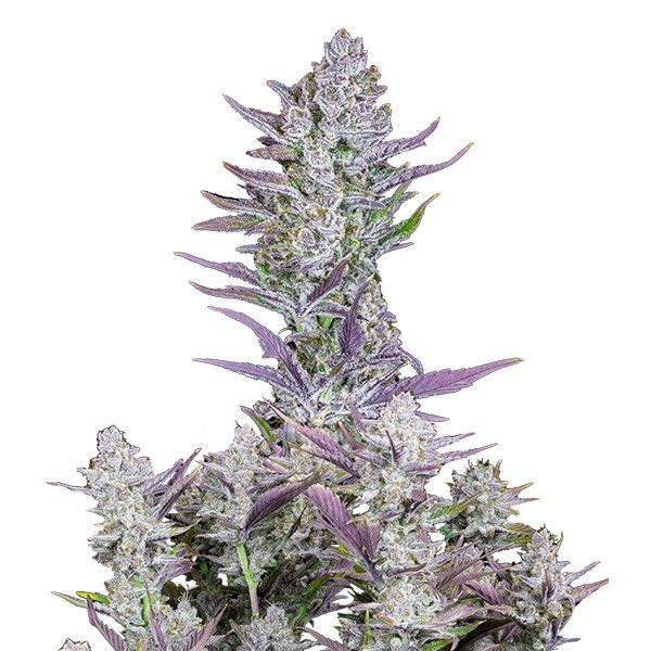 Wedding Glue Auto (FastBuds) Feminiserade