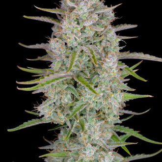 Wedding Glue Auto (FastBuds) Feminiserade