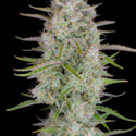 Wedding Glue Auto (FastBuds) Feminiserade