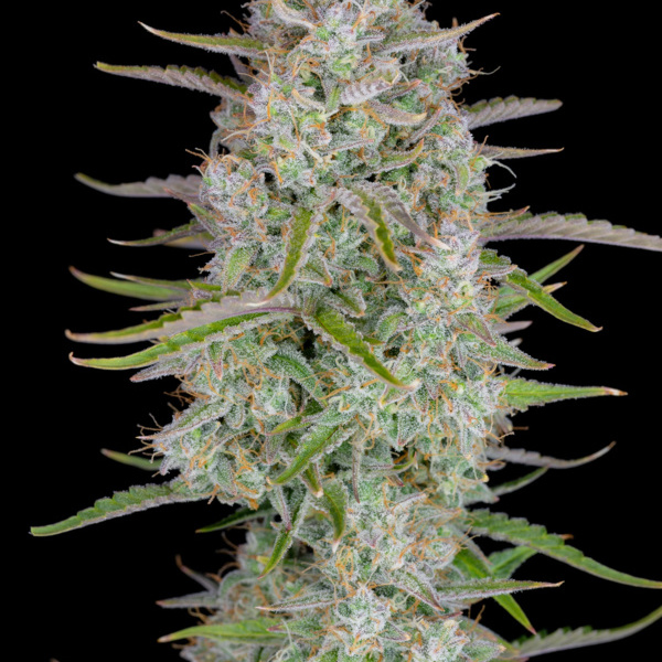 Wedding Glue Auto (FastBuds) Feminiserade