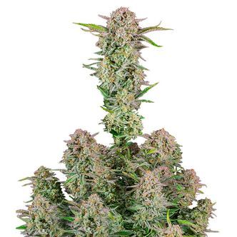 Bruce Banner Auto (FastBuds) feminiserade cannabisfr&ouml;n
