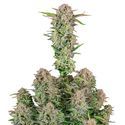 Bruce Banner Auto (FastBuds) Feminiserade