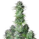 Kosher Cake Auto (FastBuds) Feminiserade