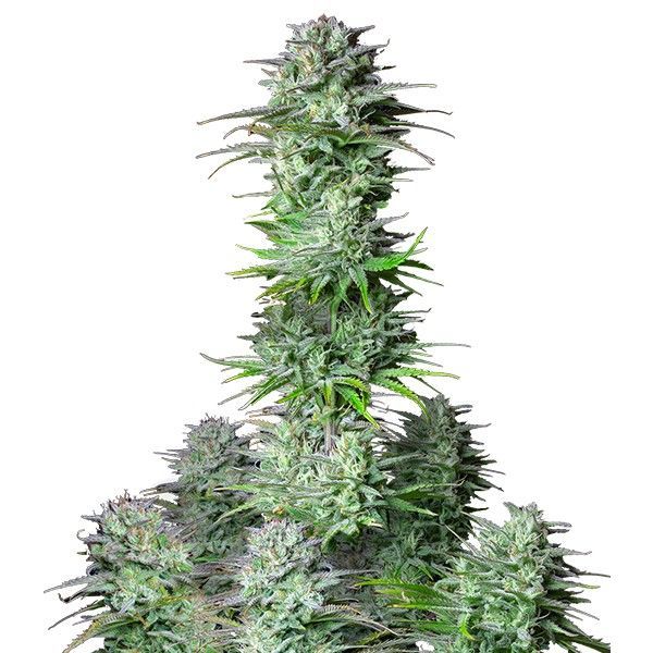 Kosher Cake Auto (FastBuds) Feminiserade