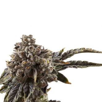 Chocolate Sherbet (Growers Choice) Feminiserade