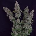Octane Fire (Growers Choice) Feminiserade