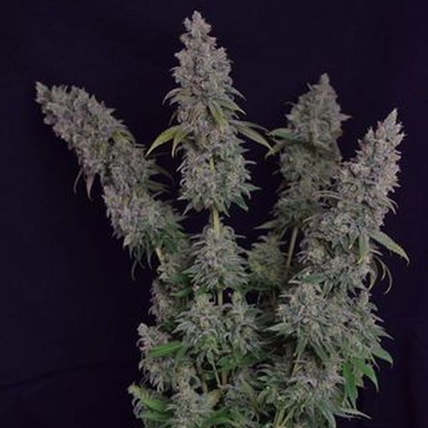 Octane Fire (Growers Choice) Feminiserade