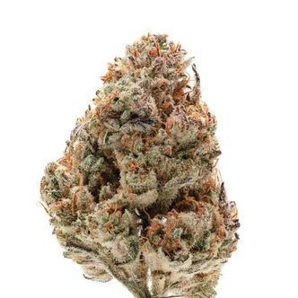 Octane Fire (Growers Choice) feminiserade