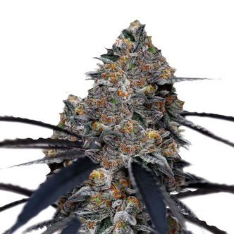 San Fernando Valley x The Purps (Growers Choice) feminiserade