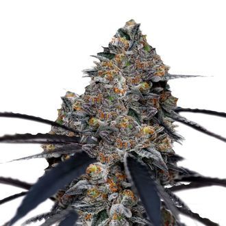 San Fernando Valley x The Purps (Growers Choice) Feminiserade