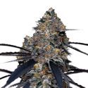 San Fernando Valley x The Purps (Growers Choice) Feminiserade