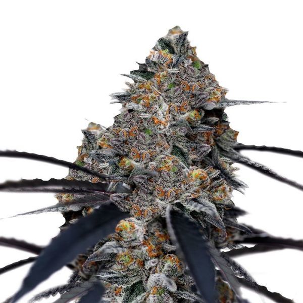 San Fernando Valley x The Purps (Growers Choice) Feminiserade