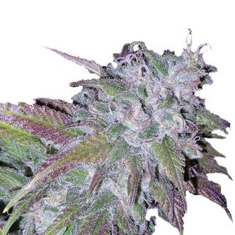Silver Grape Sherbet (Growers Choice) feminiserade