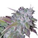 Silvergrape Sherbet (Growers Choice) Feminiserade