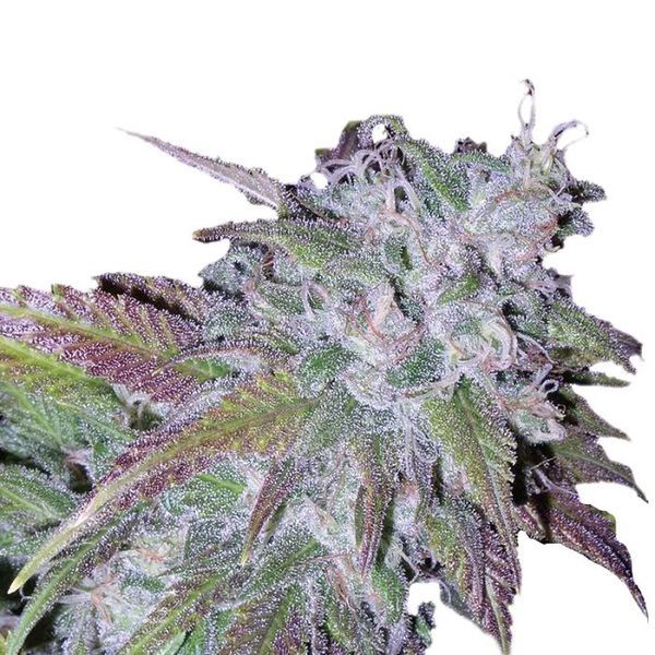 Silvergrape Sherbet (Growers Choice) Feminiserade