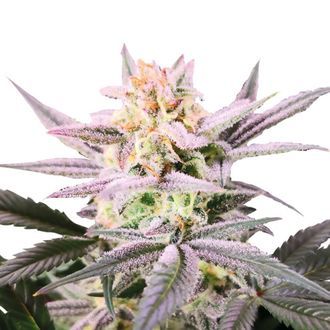 Watermelon Weddingcake (Growers Choice) Feminiserade