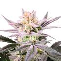 Watermelon Weddingcake (Growers Choice) Feminiserade