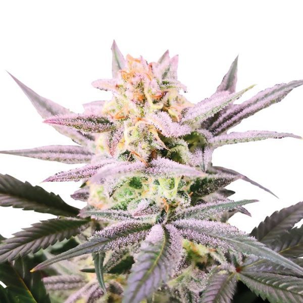 Watermelon Weddingcake (Growers Choice) Feminiserade