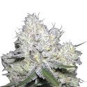 Wedding Cake x Frosty Gelato (Growers Choice) Feminiserade