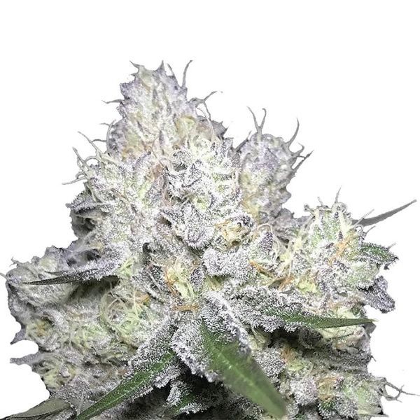 Wedding Cake x Frosty Gelato (Growers Choice) Feminiserade