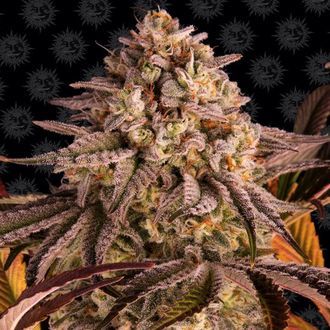 Blue Sunset Sherbert (Barney's Farm) Feminiserade