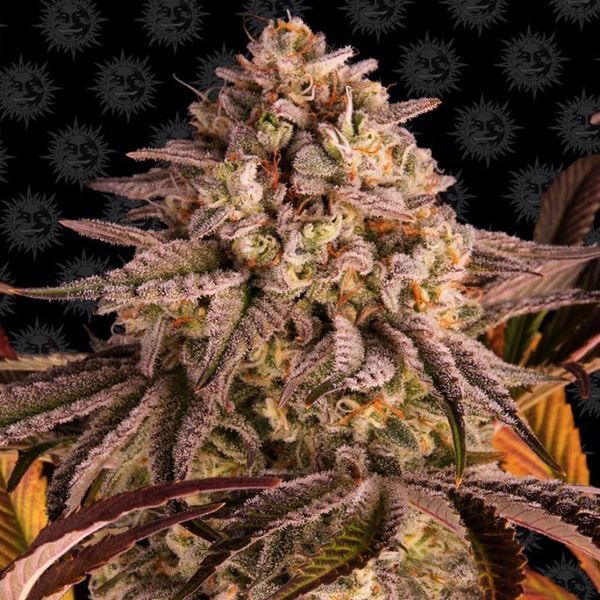 Blue Sunset Sherbert (Barney's Farm) Feminiserade