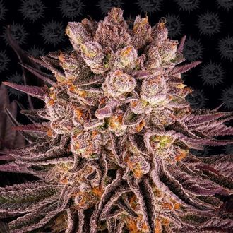 Mimosa x Orange Punch (Barney's Farm) Feminiserade