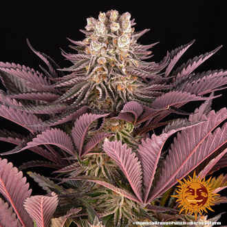 Mimosa x Orange Punch (Barney's Farm) Feminiserade