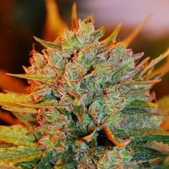 Gigabud (G13 Labs) Feminiserade