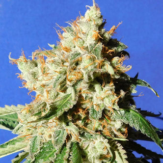 Blueberry Cookies Auto (Original Sensible) feminiserade