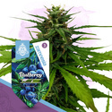 Blueberry (Zamnesia Seeds) Feminiserade