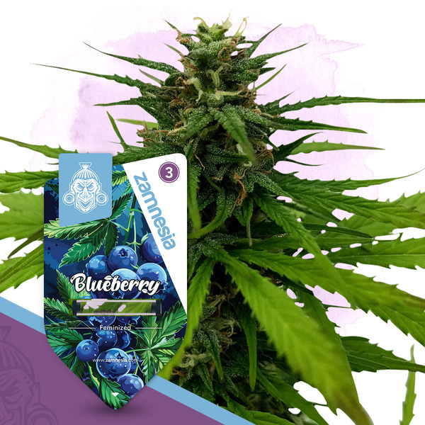 Blueberry (Zamnesia Seeds) Feminiserade