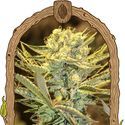 Hippieberry (Exotic Seed) Feminiserade