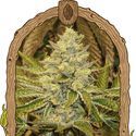 Exotic Animal (Exotic Seed) Feminiserade