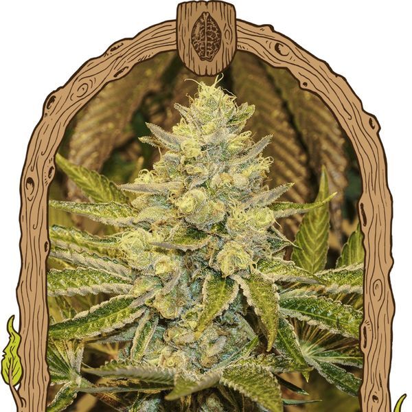 Exotic Animal (Exotic Seed) Feminiserade