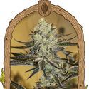 Malasaña Gelato (Exotic Seed) Feminiserade