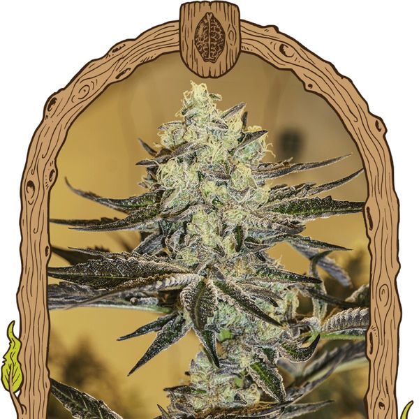 Malasaña Gelato (Exotic Seed) Feminiserade