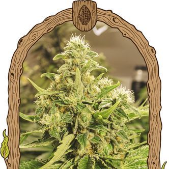 Exotic Pure CBG (Exotic Seed) feminiserade