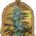 Purple Monkey Auto (Exotic Seed) Feminiserade