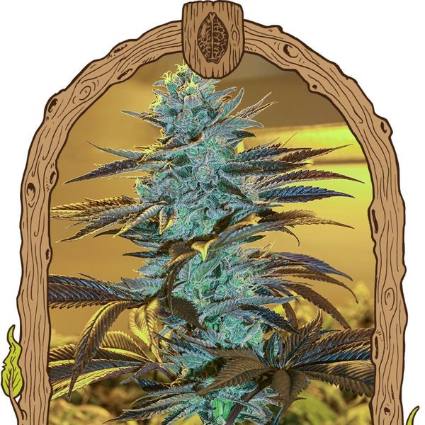Purple Monkey Auto (Exotic Seed) Feminiserade