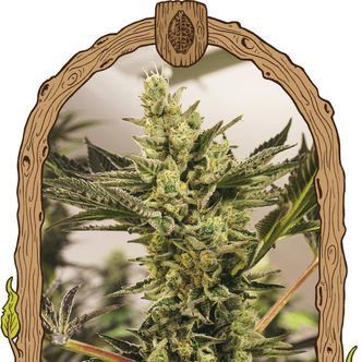 Banana Mash Auto (Exotic Seed) feminiserade