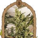 Banana Mash Auto (Exotic Seed) Feminiserade