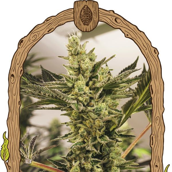 Banana Mash Auto (Exotic Seed) Feminiserade