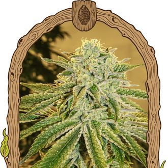 White Banana Auto (Exotic Seed) Feminiserade